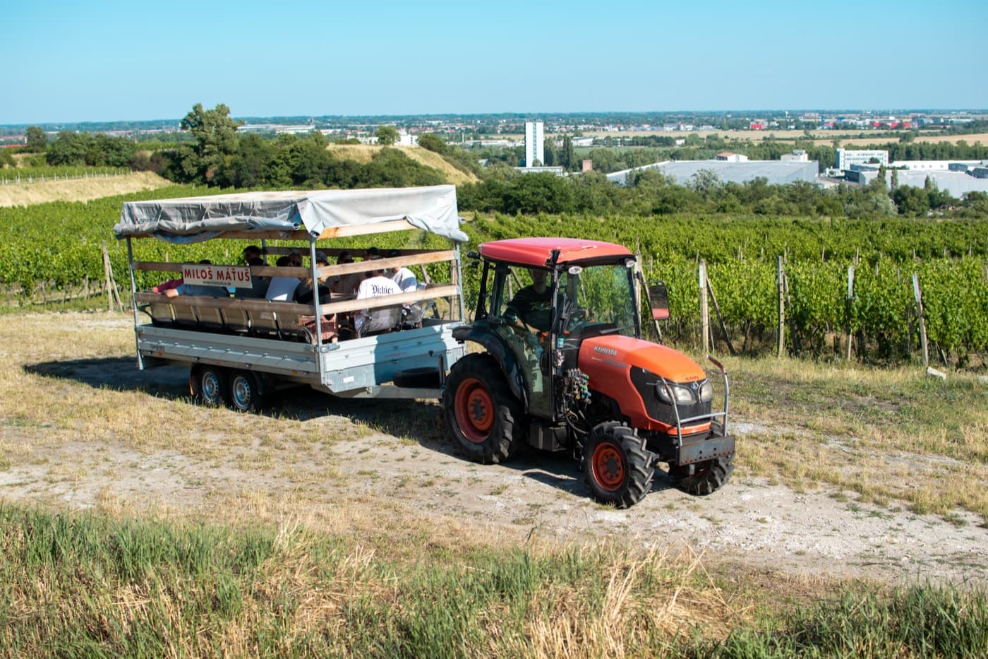 Vinohrady s výhľadom na mesto